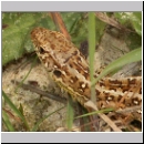 Lacerta agilis - Zauneidechse w11.jpg